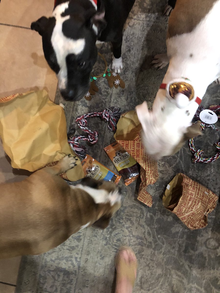 JoziPits's tweet photo. Mia, our other sister joined the festivities ... Annnnnnnd we got presents!! 🎁 (chew toys - to practice on our zomb defence) #raaaaaAAA #ZSHQ #zombiesquad @ https://t.co/vUfeYRPRbp