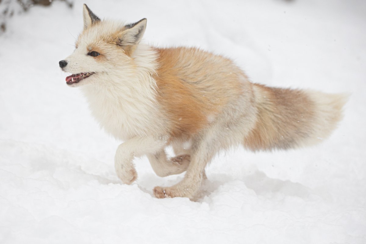 るんるん茶プラチナキツネちゃん