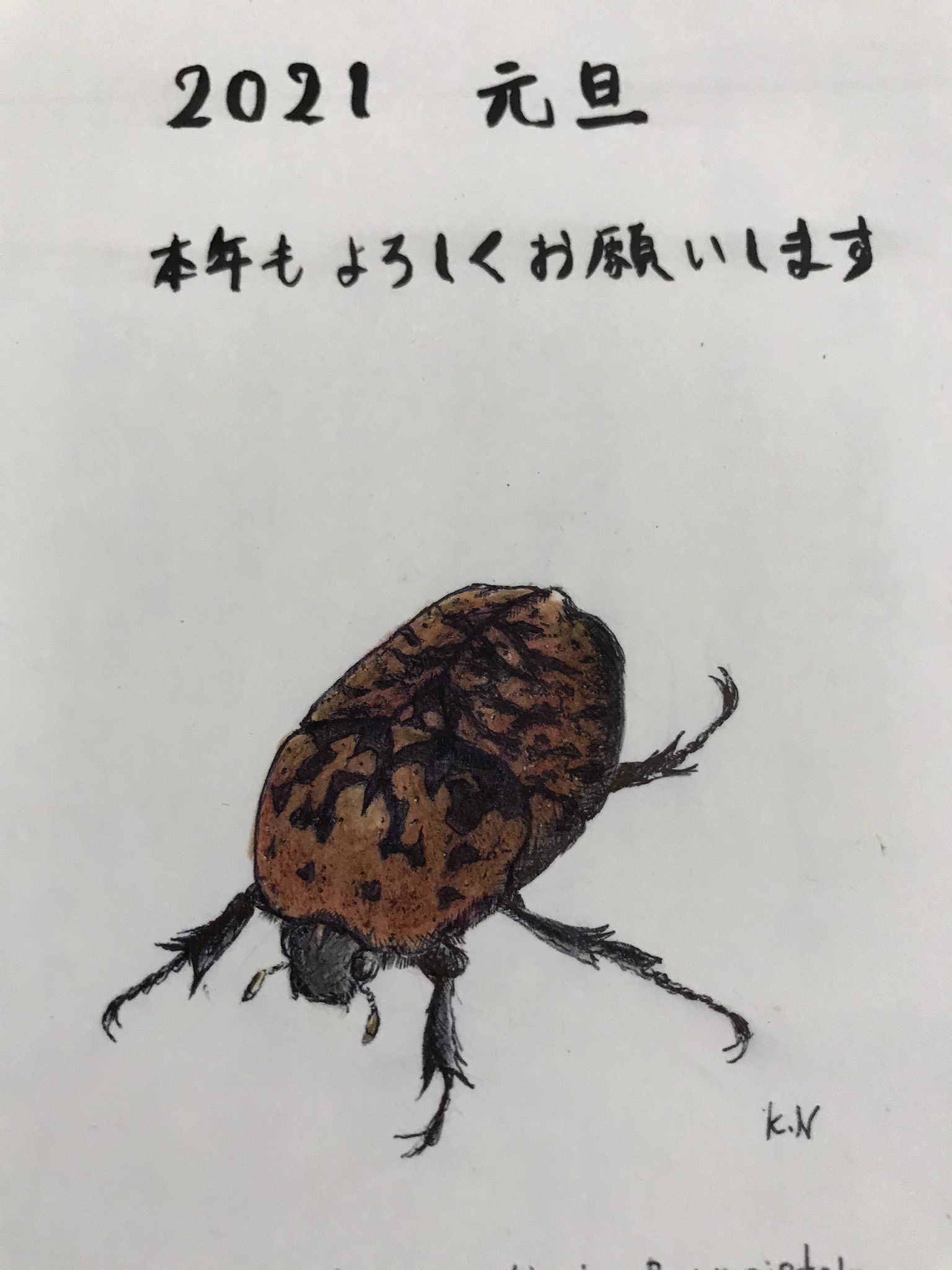 パプキン アカマダラハナムグリ 去年採集してプレゼントした個体をモデルにして年賀状をくれた後輩がいました 毎年昆虫の絵で 年賀状をくれる素敵な後輩です T Co Nsql8atkdu Twitter