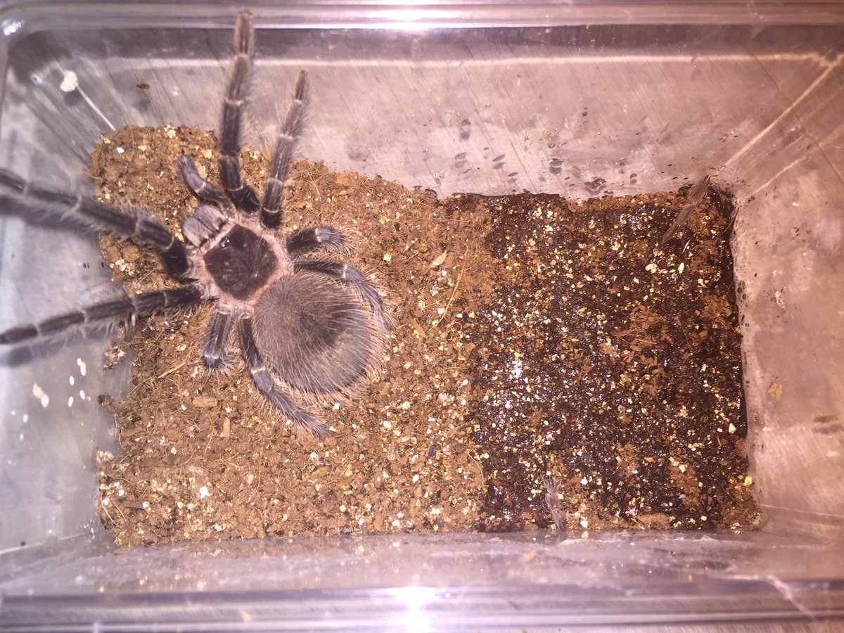 さっちゃん 初心者向け解説 最近の質問のあれこれや始めたばっかりの初心者向けに 先ず飼育環境ですがパターンとしては下写真の4例で順に地表性 樹上性 地表 地中性 地中性となっています よく聞かれる 初心者向けの蜘蛛 はこの中で地表性の