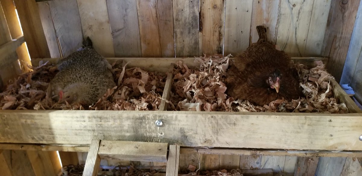 Decided to make a double decker laying/sitting nest for them. The one on the right is called Shosho 