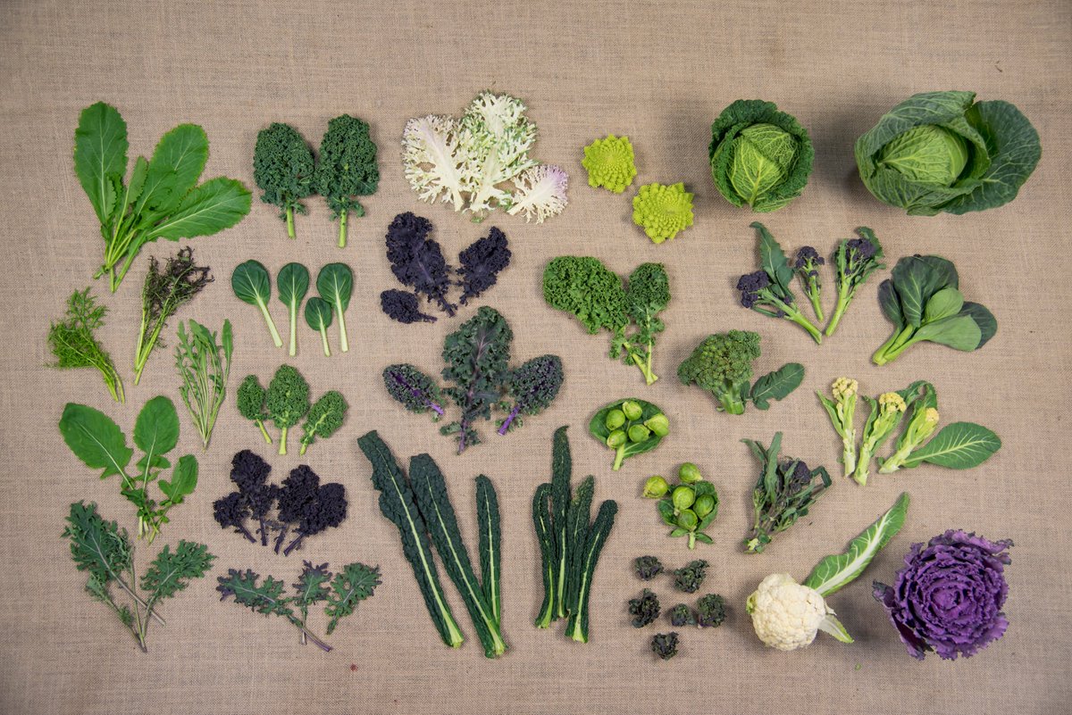 Plan your vegetable crop rotations for the coming season 🥬🥦🥕 The principle of crop rotation is to grow specific groups of vegetables on a different part of the plot each year: rhs.org.uk/advice/profile… This brassica plate appeared in #TheGarden magazine, free for RHS members.