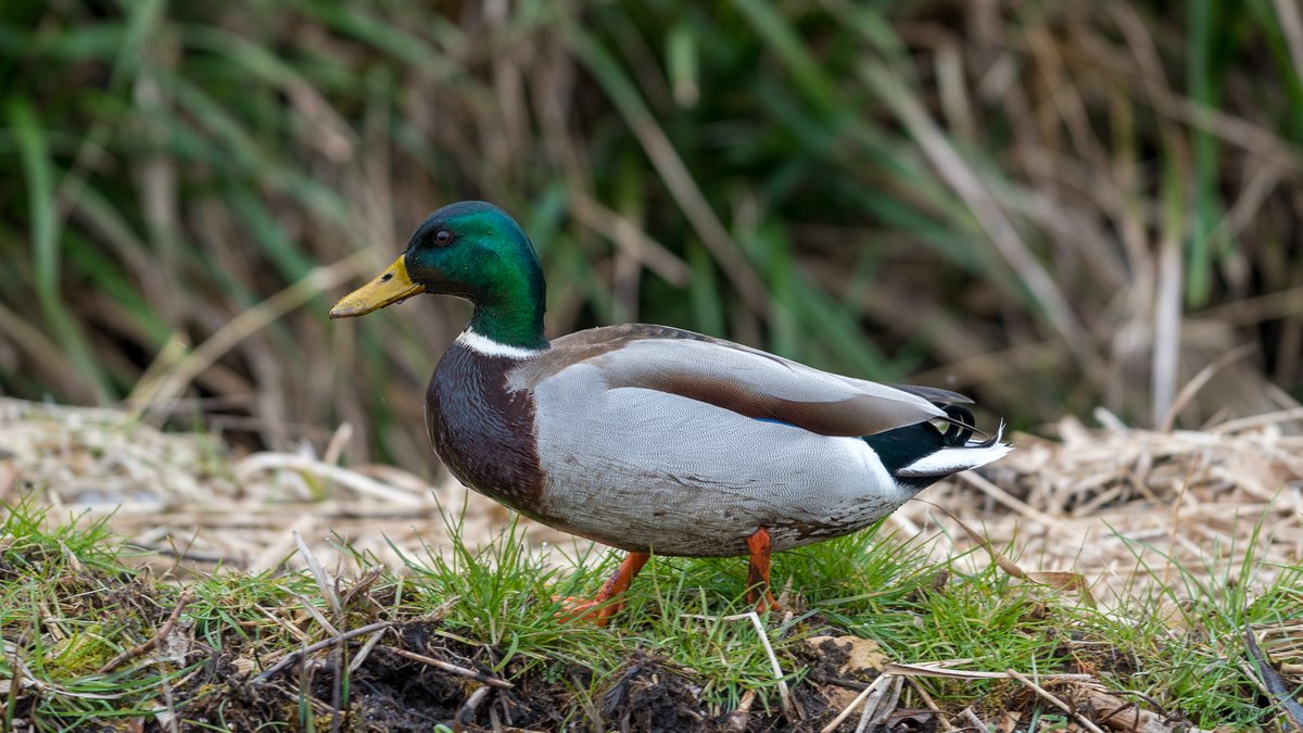 Here's my contribution to #InternationalUnsolicitedDuckPicDay. A male Mallard duck (Anas platyrhynchos) spotted in the Lye Valley fen, in central East Oxford. They seem to turn up most Spring times to feed in the many shallow pools there...
#WildOxford #OxfordshireFens