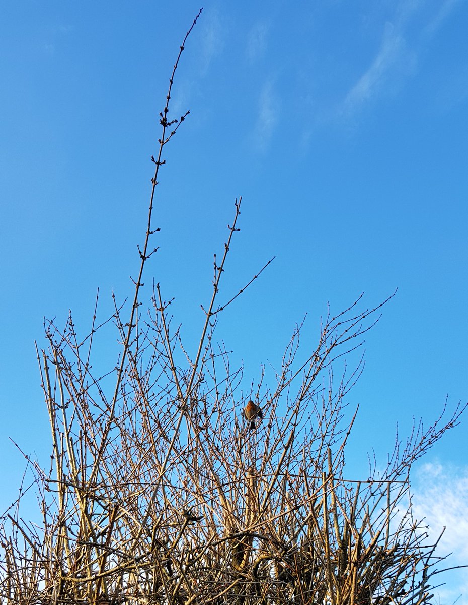 If you're lucky enough to hear a Robin sing, enjoy the happy tune and let it fill you with peace and joy #birdsong  #natureisbeautiful #winterbird #Robin #natureconnectedness