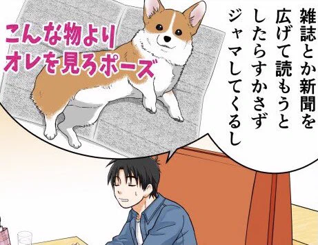 @BOpu9L7R19frkNC あります!うちではこんな感じで邪魔してきます😓 