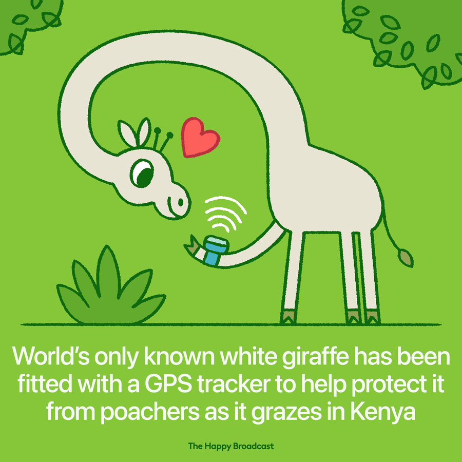 Rangers could monitor the lone male giraffe's movements in real time. The giraffe has a rare genetic condition called leucism, which causes the loss of skin pigmentation.
Giraffes have been designated as a vulnerable species with an estimated population of 68,293 globally.