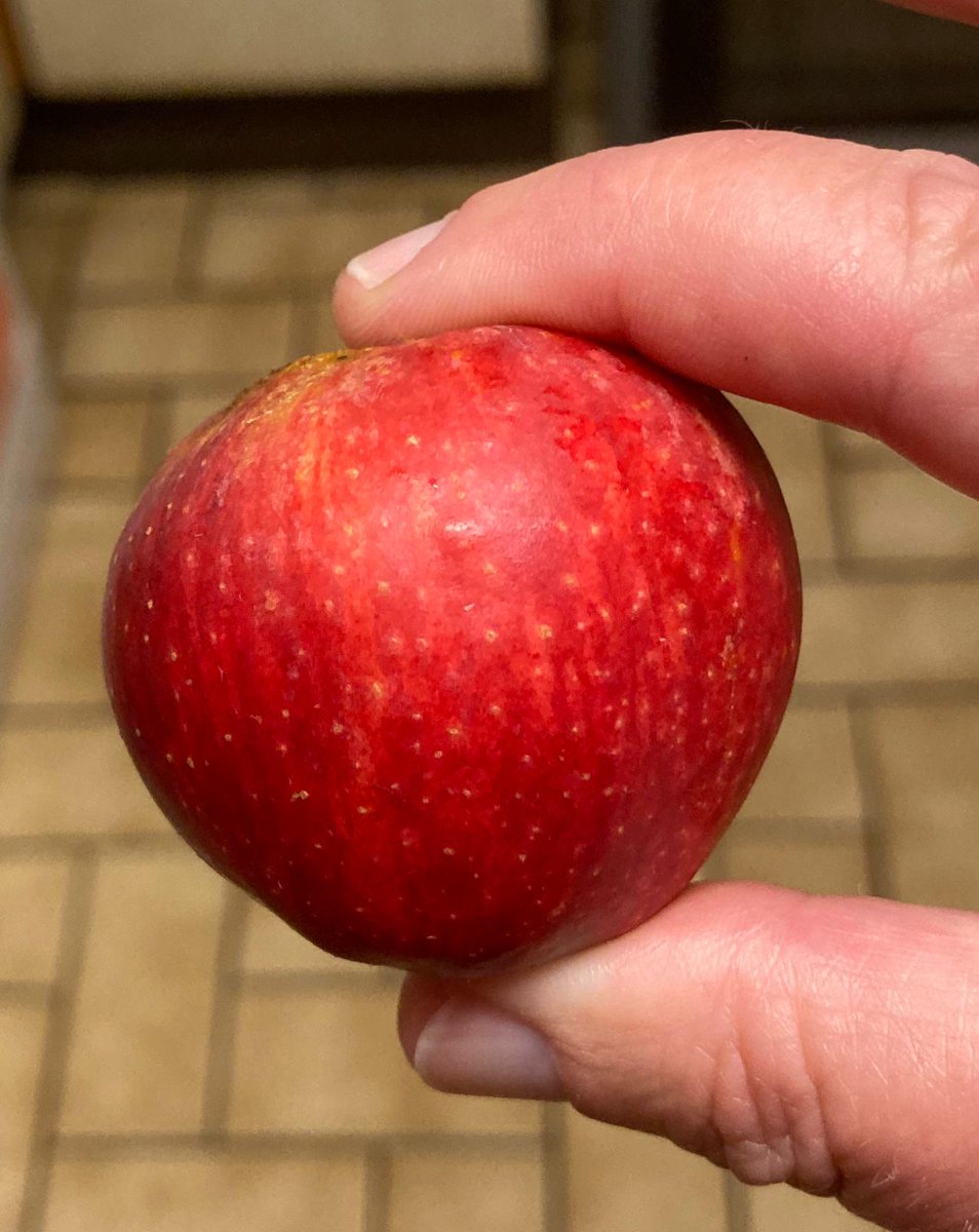 lilpixieglass's tweet image. Starting this month off with a #RedChakra theme - when our base grounding is adrift we can struggle so let's find lots of happy red things to start 2021 off well
#grounding #selfhealing