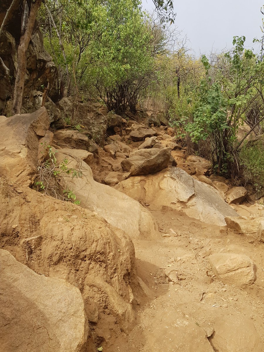 It took me 2 hours to ascend the steep 6km path full of boulders, mangled roots and scrambling basalt surfaces. Elephants had been there 2 - 3 days ago