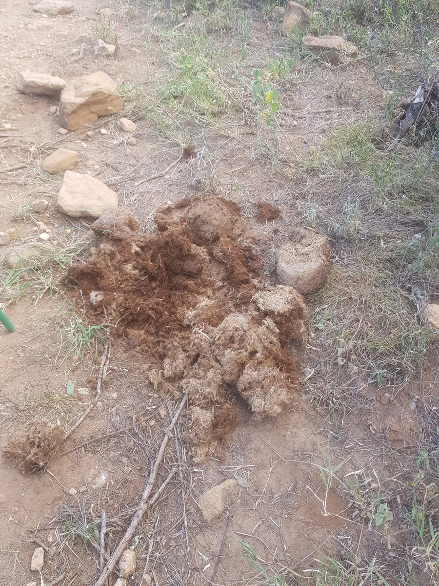 It took me 2 hours to ascend the steep 6km path full of boulders, mangled roots and scrambling basalt surfaces. Elephants had been there 2 - 3 days ago