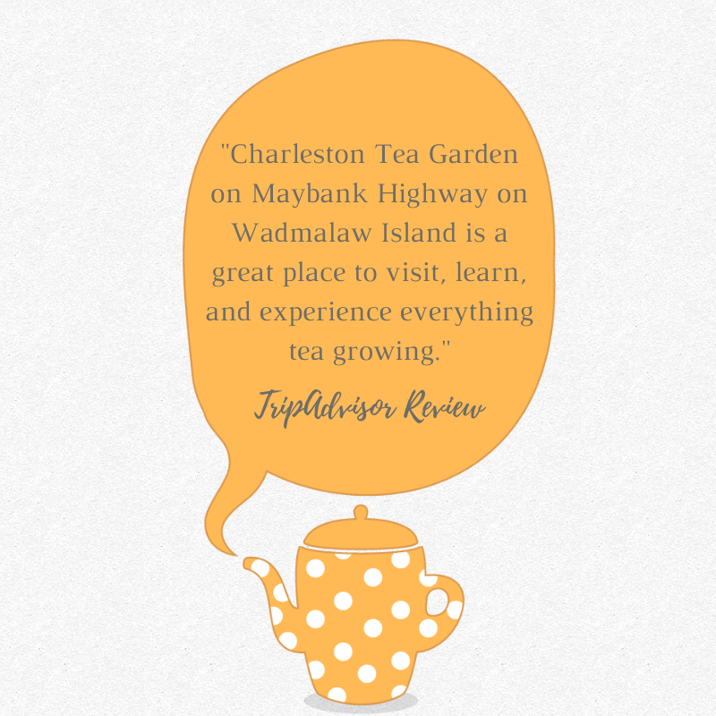 We love sharing the tea-making experience with our visitors! 🧡 #explorecharleston #charlestonteagarden
