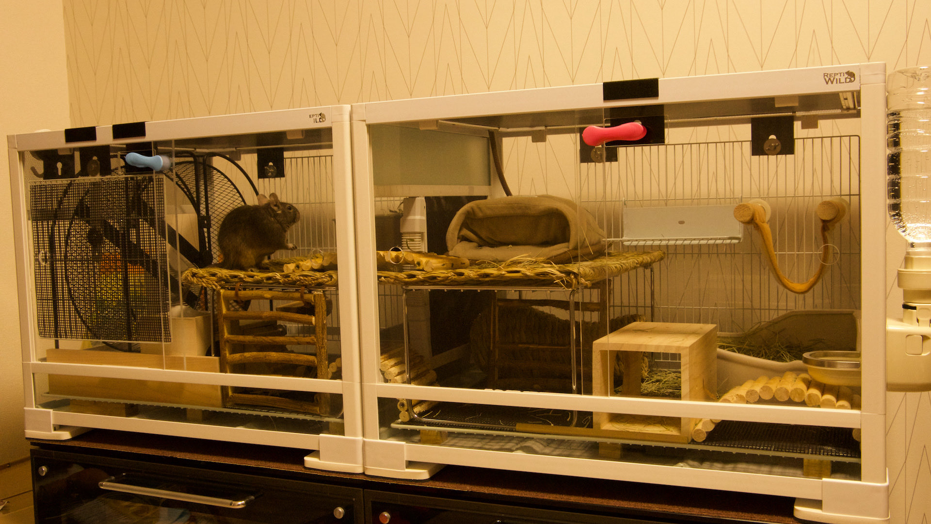 パンテオン 6045 ケージ 中古 パンテオン6045 | フリマアプリ ラクマ