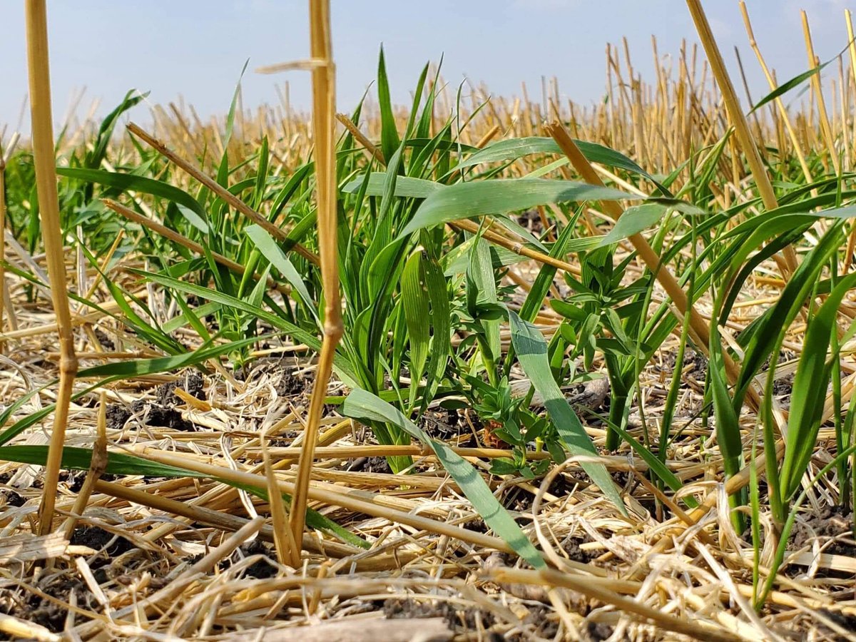 Happy New Year! January is the last month to take part in the <a href="/umanitoba/">University of Manitoba</a> 2020 Prairie Cover Crop Survey! sites.google.com/view/prairieco…
Help us tell the story of covercropping in Western Canada 🇨🇦 We also encourage farmers who have never grown a #covercrop to share their perspective.
