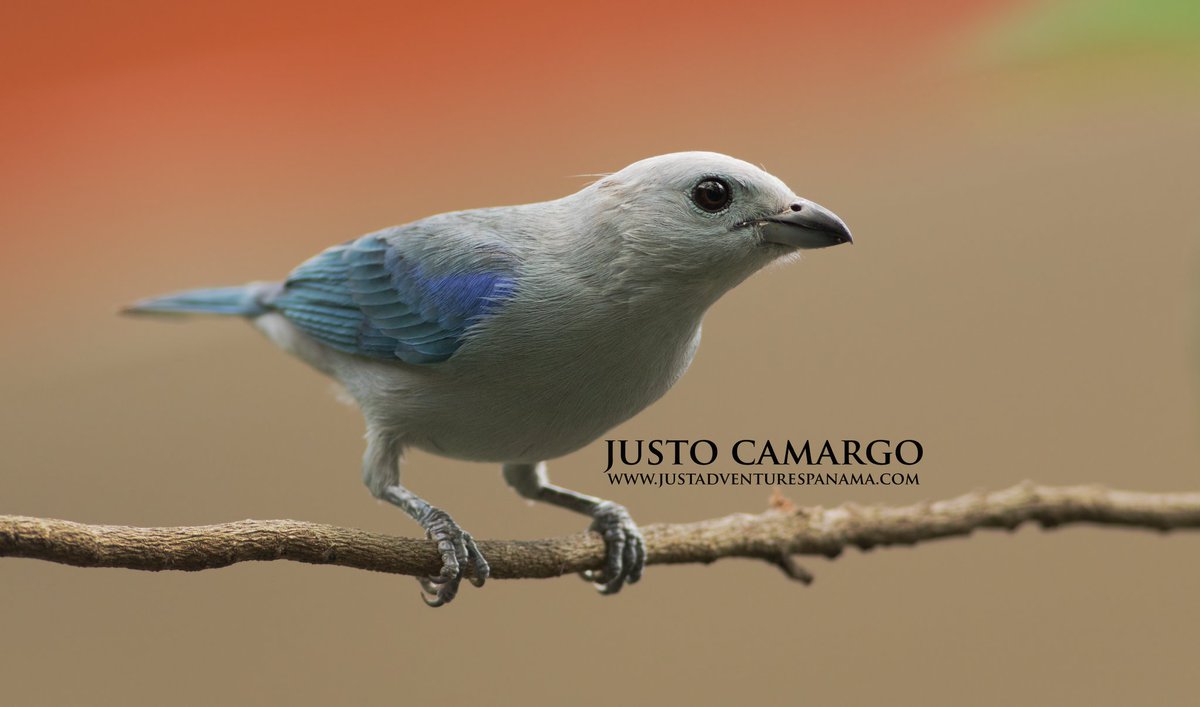 justadventuresp's tweet photo. Blue-gray Tanagers prefer semi-open habitats; they are not found in interior of closed canopy forest, but they can quickly colonize fresh clearings.
Learn more at https://t.co/JvBNaqRbpQ
Buy Prints https://t.co/GkhUFqlDwu
#Earthcapture #Panama #BBCEarth
#StayInandExplore #bird https://t.co/1BrWcGK0Yj