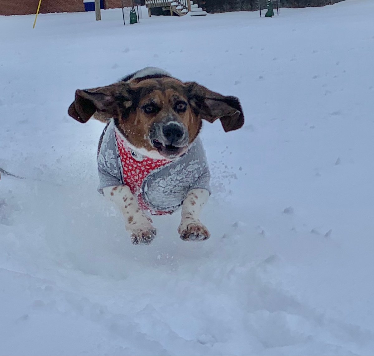 We may be closed for a while but we will be running back to pick up all our #pups when we are able to reopen! Luna will be so excited to see everyone again! 🐶❤️
#ThePack #DogWalking #Dogwalk #StaySafe #StayHealthy #WearAMask #Pandemic #AnimalTherapy #doggydaycare #bassethound