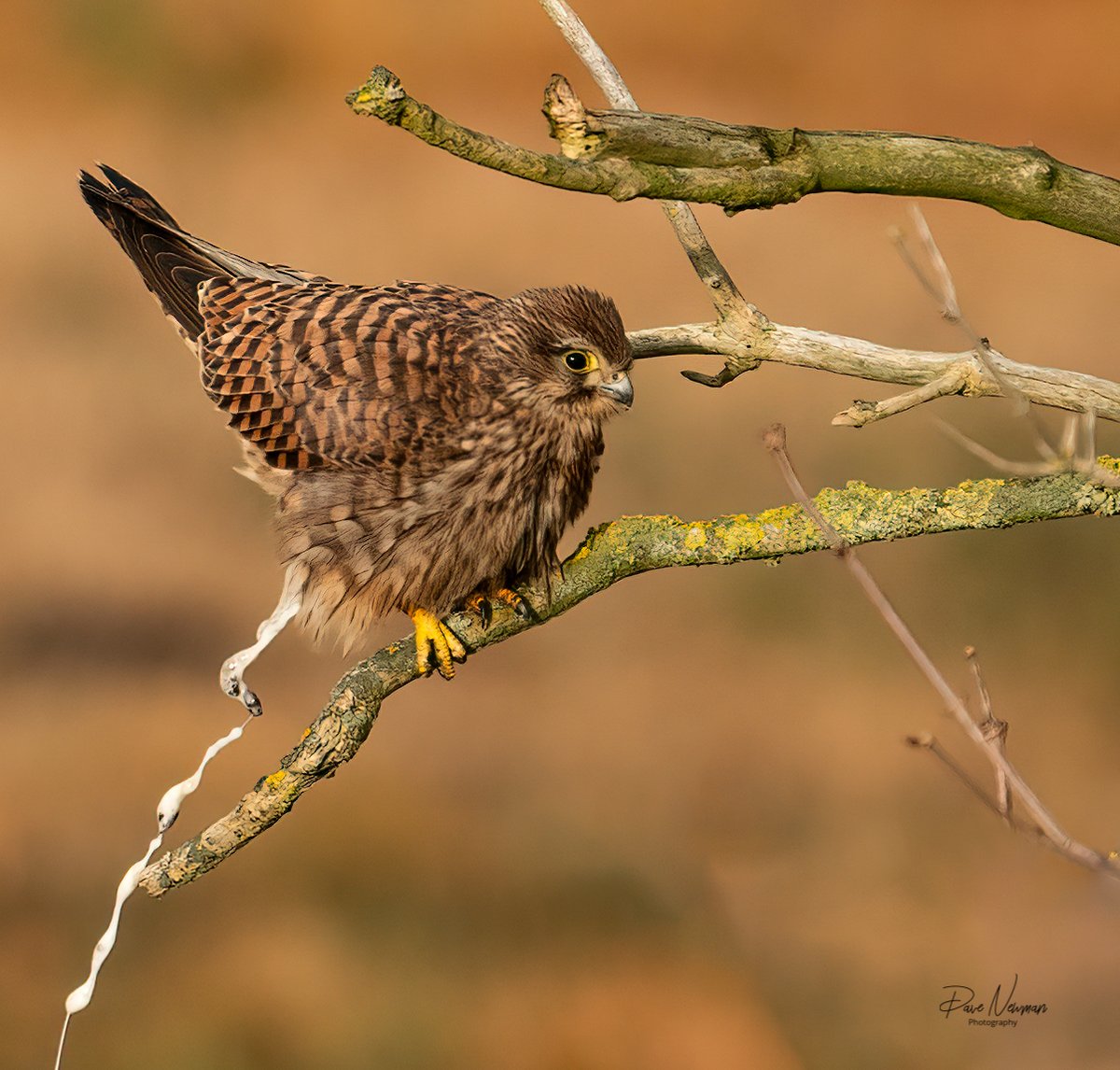 #BEST #UNTIL #LAST The #female #kestrel #poo #toilet #birdphotography #prey #SonyAlpha #hungry #wildlifephotography #NaturePhotography #driveby #hobby #spotted #lincolnshire #lincsconnect #bird #rightplacerighttime #birdsofprey #lowlight #TwitterNatureCommunity #cantholditin