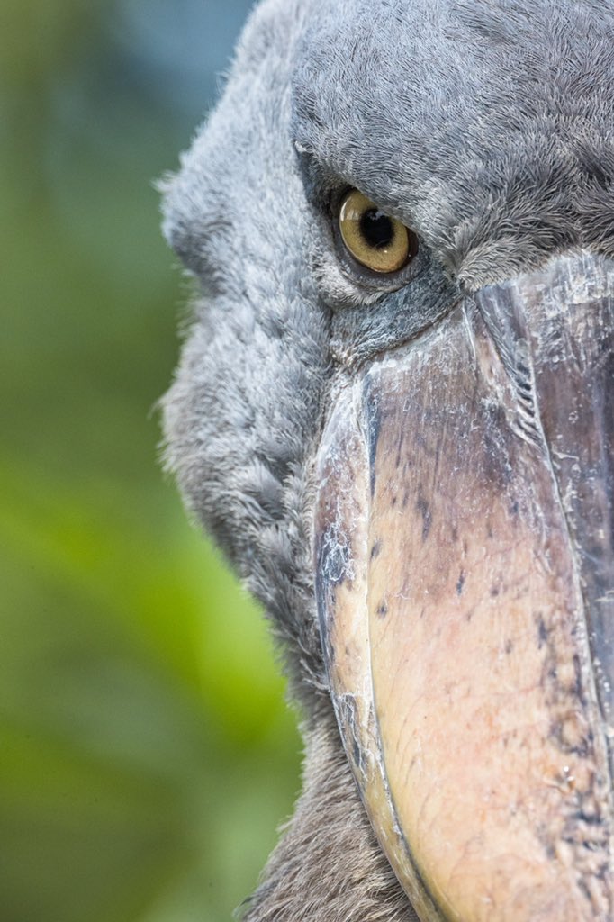 African Parks tweet media