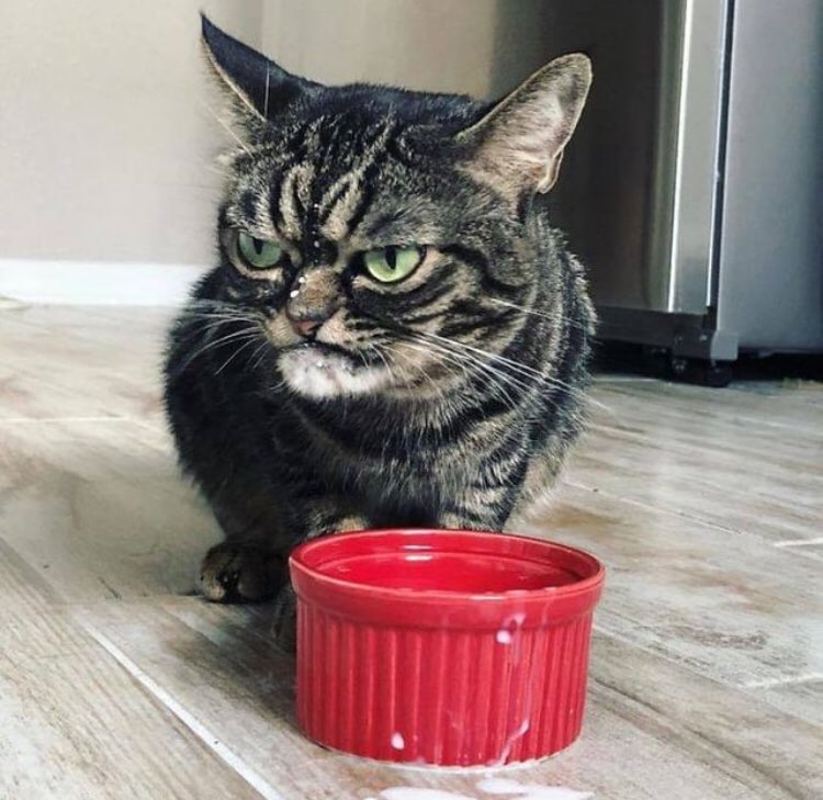 birdecom's tweet photo. Yüzündeki ifade ile herkesten nefret ediyormuş gibi görünen kedi “Kitzia” 😹
@grumpy_kitzia #kitzia
Bazen hafta başına böyle başlamıyor değiliz 😂
.
.
.
#kedi #cat #catlover #kedisevgisi #kediseverler #köpek #doglover https://t.co/QJEw0v4nRz