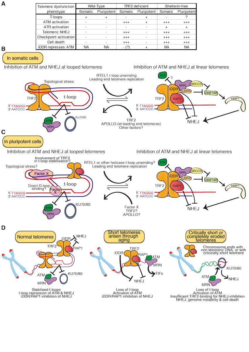 Delighted to share the news that my 1st perspective is now published in <a href="/GenesDev/">Genes & Development</a> genesdev.cshlp.org/content/35/1-2…. This kept me excited when stuck at home during lockdown in 2020! We discuss the implications of our recent work for aging &amp; the t-loop model of telomere protection <a href="/TheCrick/">The Francis Crick Institute</a>