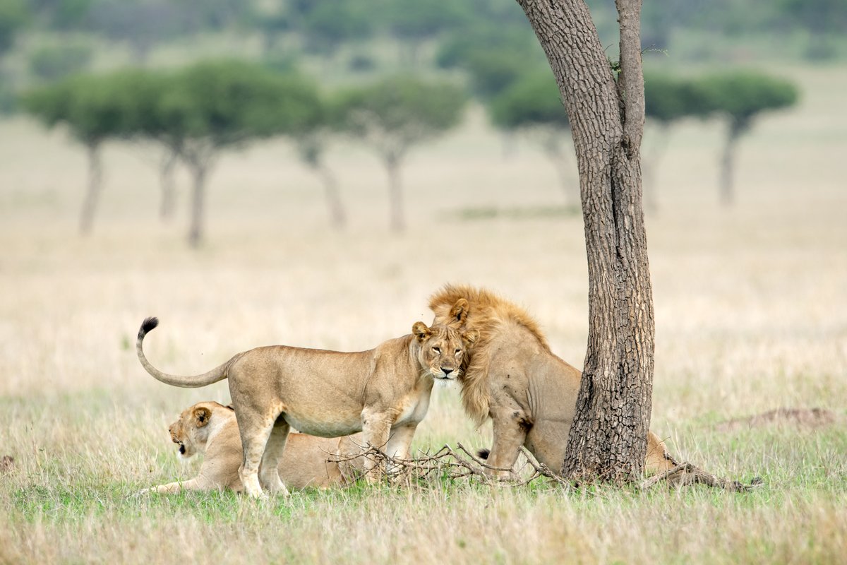 ASunsetsTravel's tweet photo. Africa Vacations, must read... - https://t.co/4Q7m3h8ndB https://t.co/VEiyBOD5Um