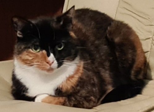 StacyDraper9's tweet image. That judging look! 😹
Happy #kittyloafmonday everyone 😻😻😻❤❤❤
#CatsOfTwitter #purrbabies