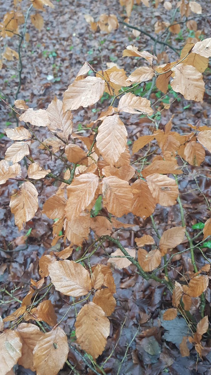 One of my absolute favourites, beech leaves and branches can normally be found sneaked into my arrangements somewhere.

#12dayswild #cotswolds #beech #britishwoodland #running