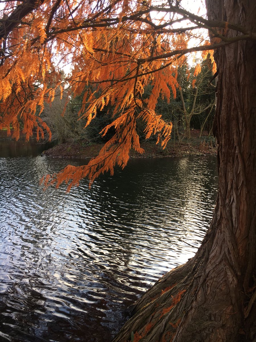 4th Jan 2020 ⁦<a href="/kewgardens/">KewGardens</a>⁩ : little did we know what lay ahead but this Swamp Cyprus will be there now and next year #trees
