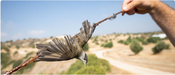 Help <a href="/birdlifecyprus/">BirdLife Cyprus</a> to call on Cypriot government to annul the weakening of its bird protection law, which undermines a 20-year effort to protect migratory #songbirds from being illegally killed. Sign &amp; share #petition: change.org/ampelopouliaSOS <a href="/BirdLifeEurope/">BirdLife Europe & Central Asia</a>