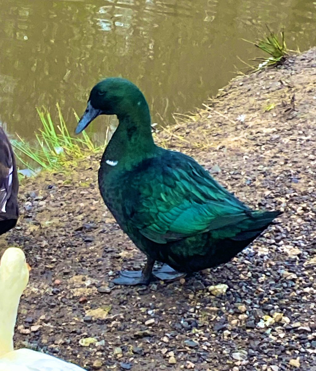 @TheMERL The Greenest Duck in all of West Yorkshire. #InternationalUnsolicitedDuckPicDay