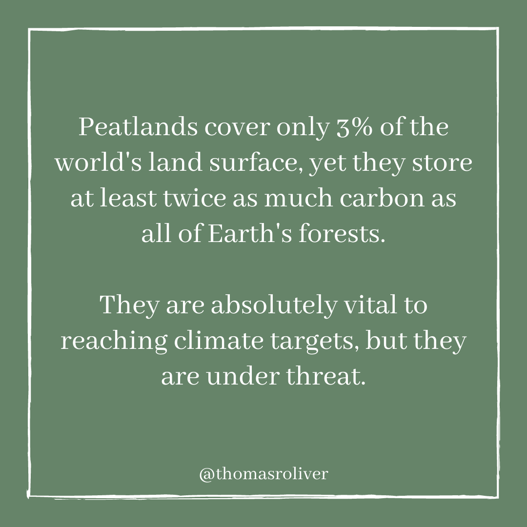 Peatlands cover only 3% of the world's land surface, yet they store at least twice as much carbon as all of Earth's forests.They are absolutely vital to reaching climate targets, but they are under threat.