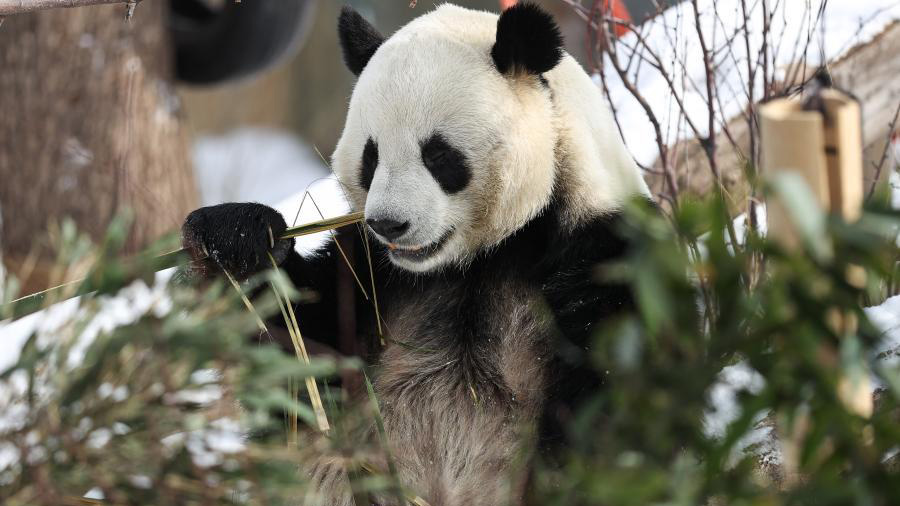 Chineinfocom's tweet photo. La #croissance du nombre de #pandas en captivité est due à l'amélioration des #technologies de #reproduction et la capacité à surmonter les défis tels que l'#accouplement des pandas et le faible taux de #survie des petits.
#Chine #protection #nature 
👉https://t.co/FP3LH8WkQB https://t.co/xtNIpKvWKR