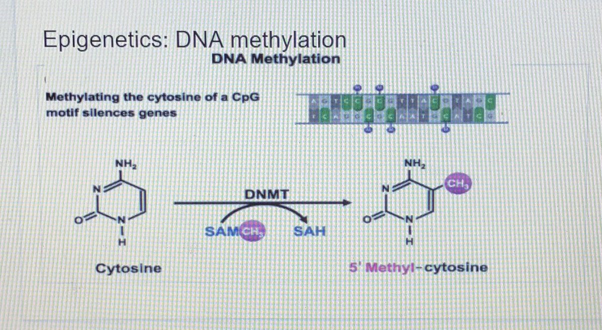 NWC_STEM's tweet image. Biology, Chemistry and Psychology teachers discussing findings of our academic research: cannibalism diseases 🦠 narcissism in serial killers 🧠 nanotech. ⚛️ food chemistry 🍳 and so much more 😊👏🏼 we can’t wait to share findings with the girls #NWCAlwaysLearning @NorthwoodGDST