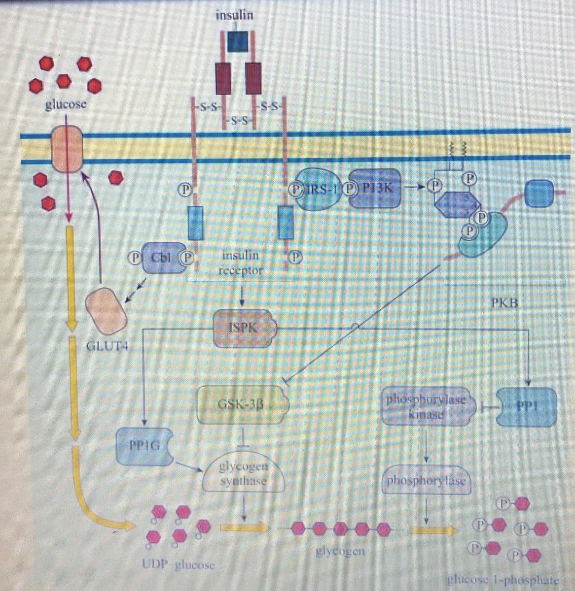 NWC_STEM's tweet image. Biology, Chemistry and Psychology teachers discussing findings of our academic research: cannibalism diseases 🦠 narcissism in serial killers 🧠 nanotech. ⚛️ food chemistry 🍳 and so much more 😊👏🏼 we can’t wait to share findings with the girls #NWCAlwaysLearning @NorthwoodGDST