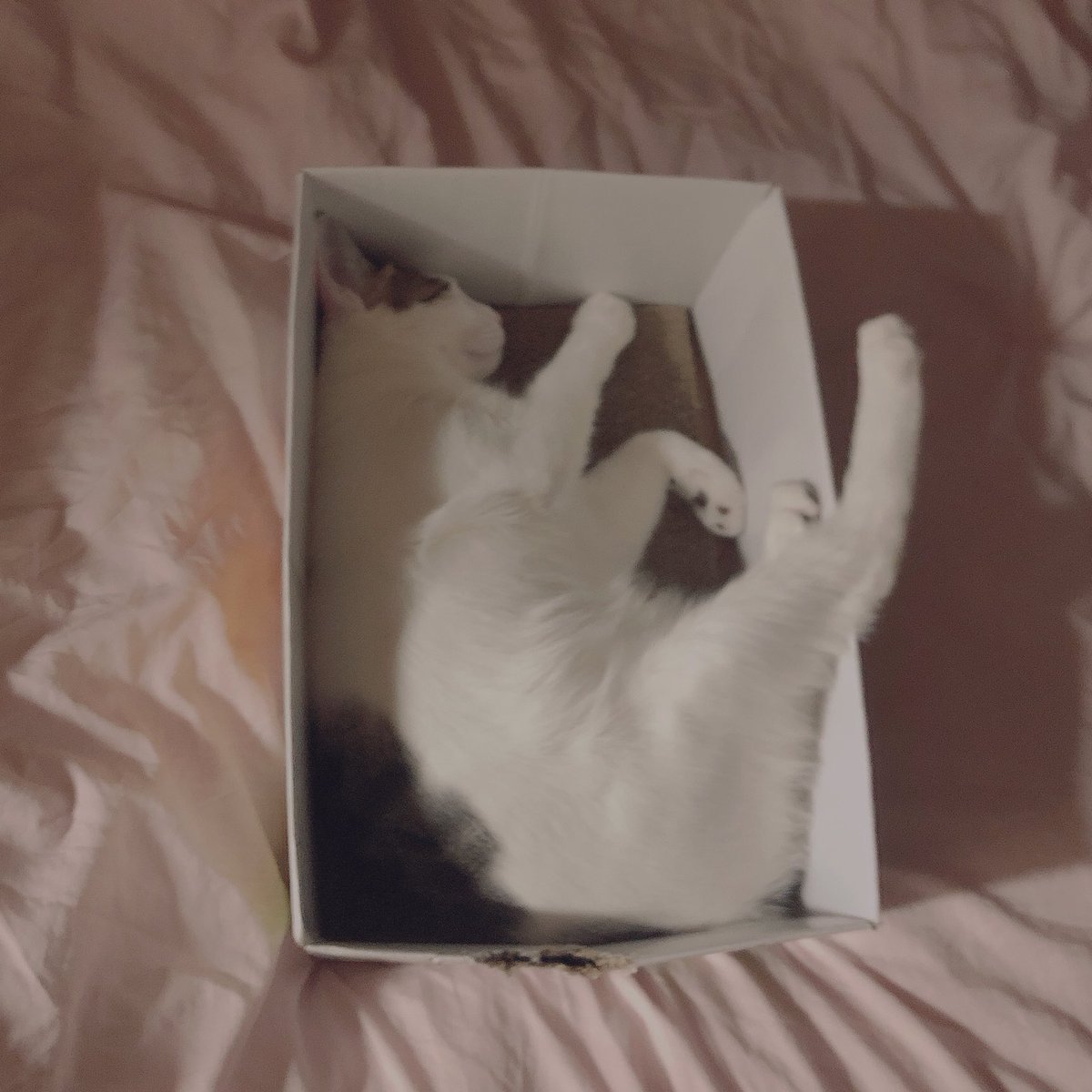 가냘픈 다리😹