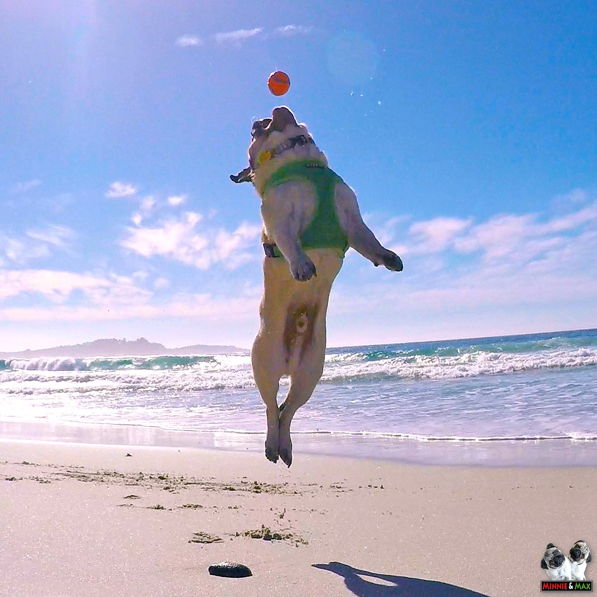 MaggieMiloPugs's tweet photo. "All you need is faith, trust and a little pixie dust." ❤️🌈💚- Peter Pan 
#MaxMonday #FlyHighMax #FlyingPug #pug https://t.co/sQgC5mWmwb
