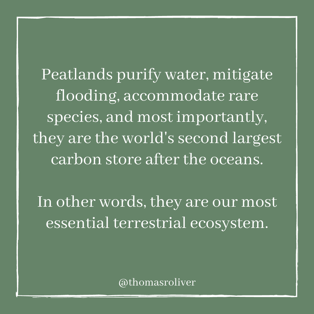 Peatlands purify water, mitigate flooding, accommodate rare species, and most importantly, they are the world's second largest carbon store after the oceans.In other words, they are our most essential terrestrial ecosystem.