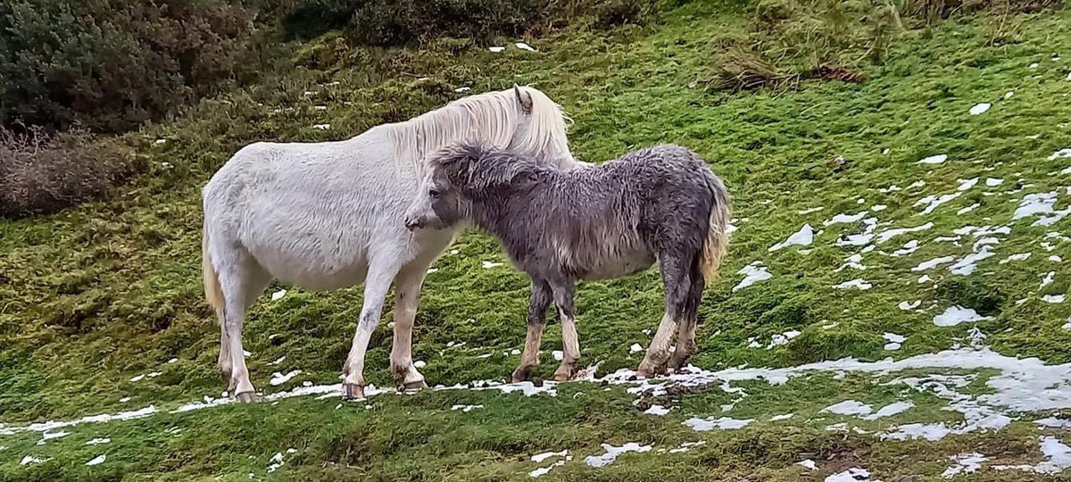Helen39965401's tweet image. @nationaltrust  Had a lovely walk up &amp;amp; over Carding Mill Valley. Lots of mud, ice &amp;amp; snow. Wonderful sight of the wild ponies &amp;amp; a delicious cappuccino &amp;amp; gingerbread muffin at the end. #perfectwalk #snow #Longmynd #CardingMillValley