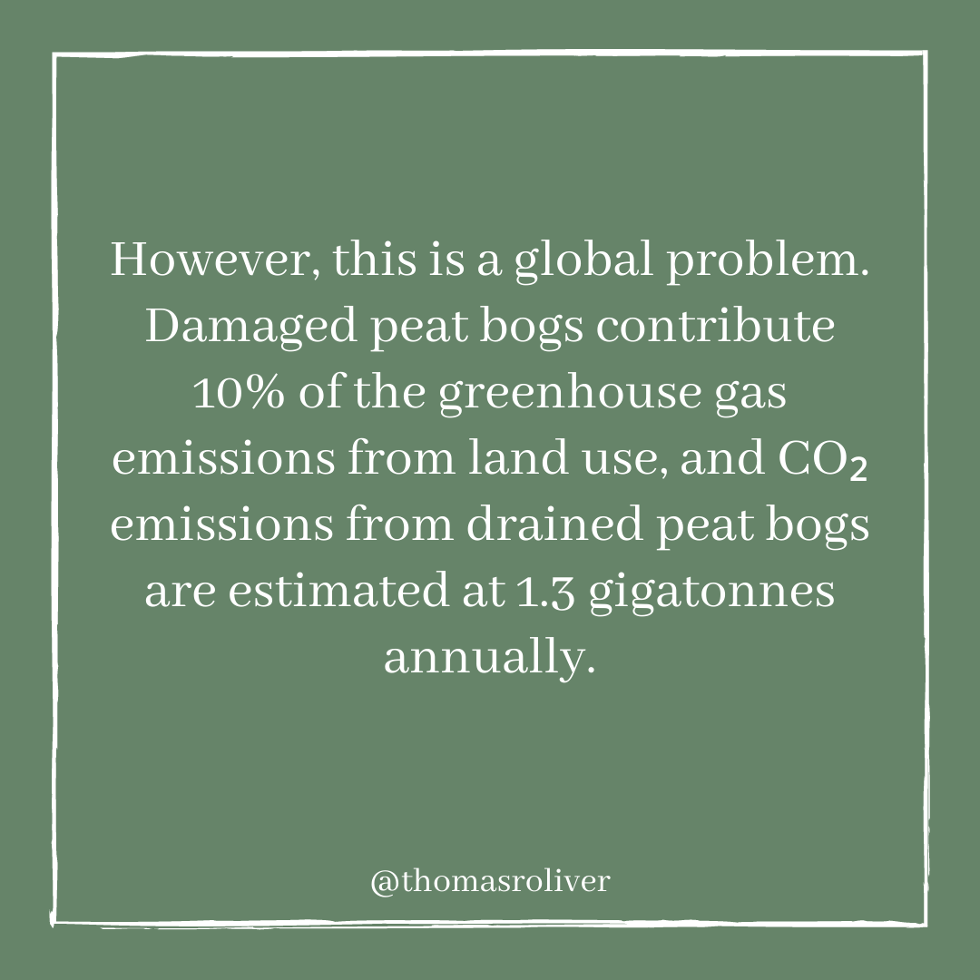 However, this is a global problem. Damaged peat bogs contribute 10% of the greenhouse gas emissions from land use, and CO2 emissions from drained peat bogs are estimated at 1.3 gigatonnes annually.