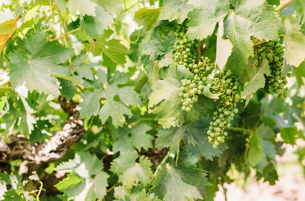 NEW on the lodigrowers.com #blog: CALIFORNIA VITICULTURE: ADOPTION, DISCOVERY, &amp; INNOVATION by Stan Grant, <a href="/ProVitic/">Stan Grant</a> 

lodigrowers.com/california-vit…