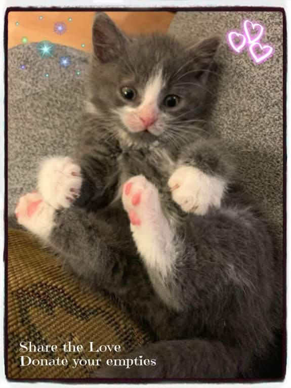 Share the Love. Donate empty beer, wine/liquor bottles. Organize bottle drive between family/friends/coworkers collect 4 favorite animal rescue. Find bottle drive on emptiesforpaws.com  Donate empties all year not just Feb. Over 561K raised since 2015 #Recycle4Animals ♻️🐾