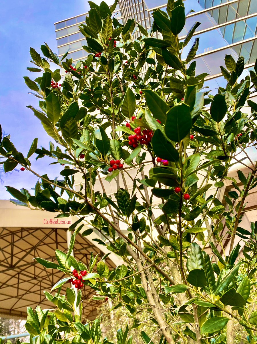 LiciousCoffee's tweet photo. Good morning 🌞 🌎🙏🏽🥰
Starting off First Monday of 2021 as cheerful ❤️💚
#nature #naturelovers #NaturePhotography #nature_walk #natureishealing #mondaythoughts  #FirstMonday2021 #MondayMotivaton #MondayMood #BerryTree #garden https://t.co/95LSjoH5SD