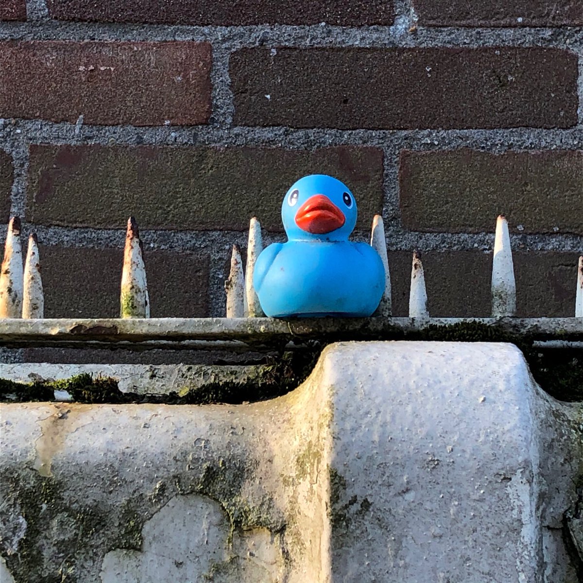 @TheMERL Greetings on #InternationalUnsolicitedDuckPicDay from this lovely blauwe Amsterdamse eend🇳🇱#rubbereneend #rubberduck #badanka #wildlifeamsterdam