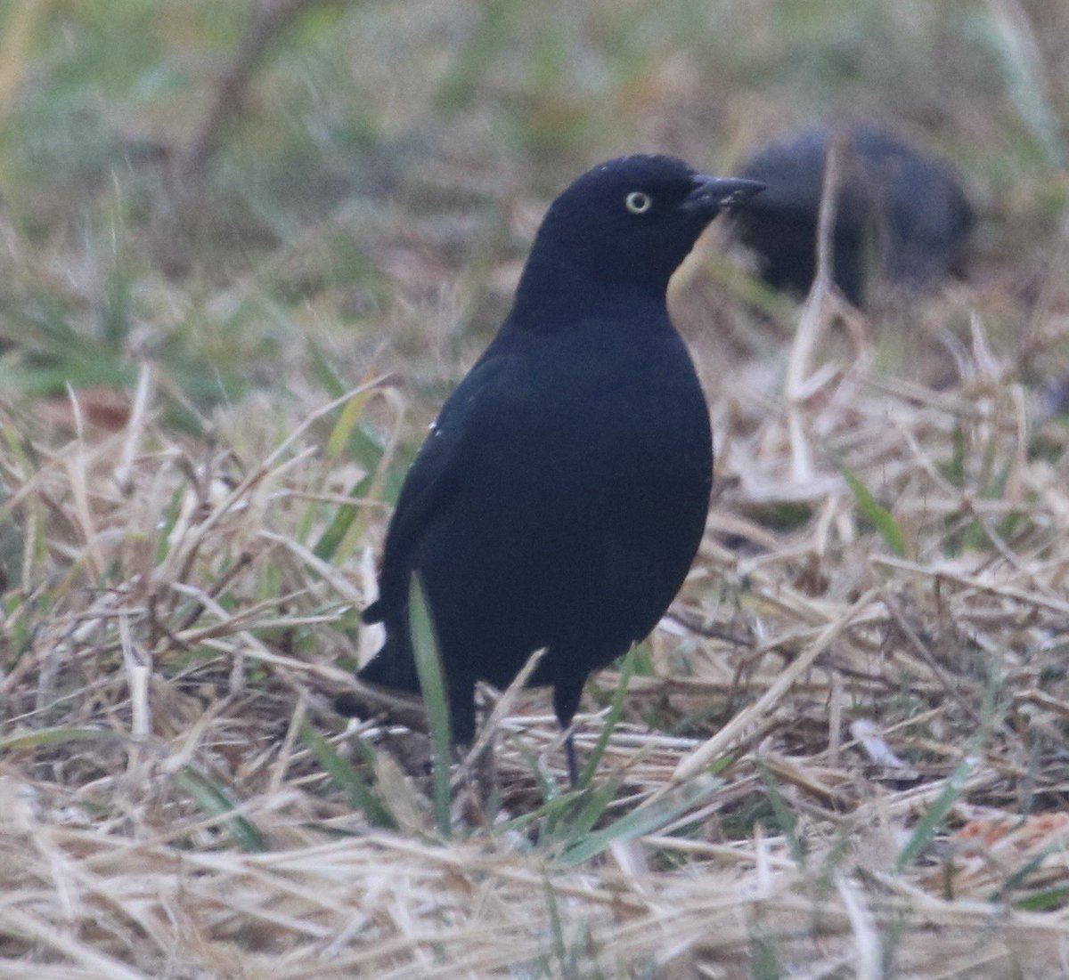 BirderKellyK's tweet photo. My #FOY Brewer’s Blackbird is an eBird first for Madison County, VA😄 #birding #countyfirst #MadisonVA #brewersblackbird #ornithology #birdphotography https://t.co/HHMUy1utDy
