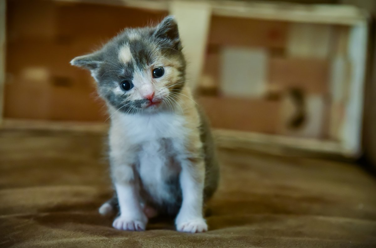 Robert_G_Photos's tweet image. Z racji umaszczenia i ryjka nazwałem ją Świnką. Dziś, kiedy jest już duża wołam ją Piggy.

Światło naturalne, otwarta przesłona (mała wartość!) - niestety jakieś śmieci w tle - chyba koszyk na truskawki.

#kot #koty #zdjęciakotów #ilovecats #mójkot #kociesprawy #fotografia