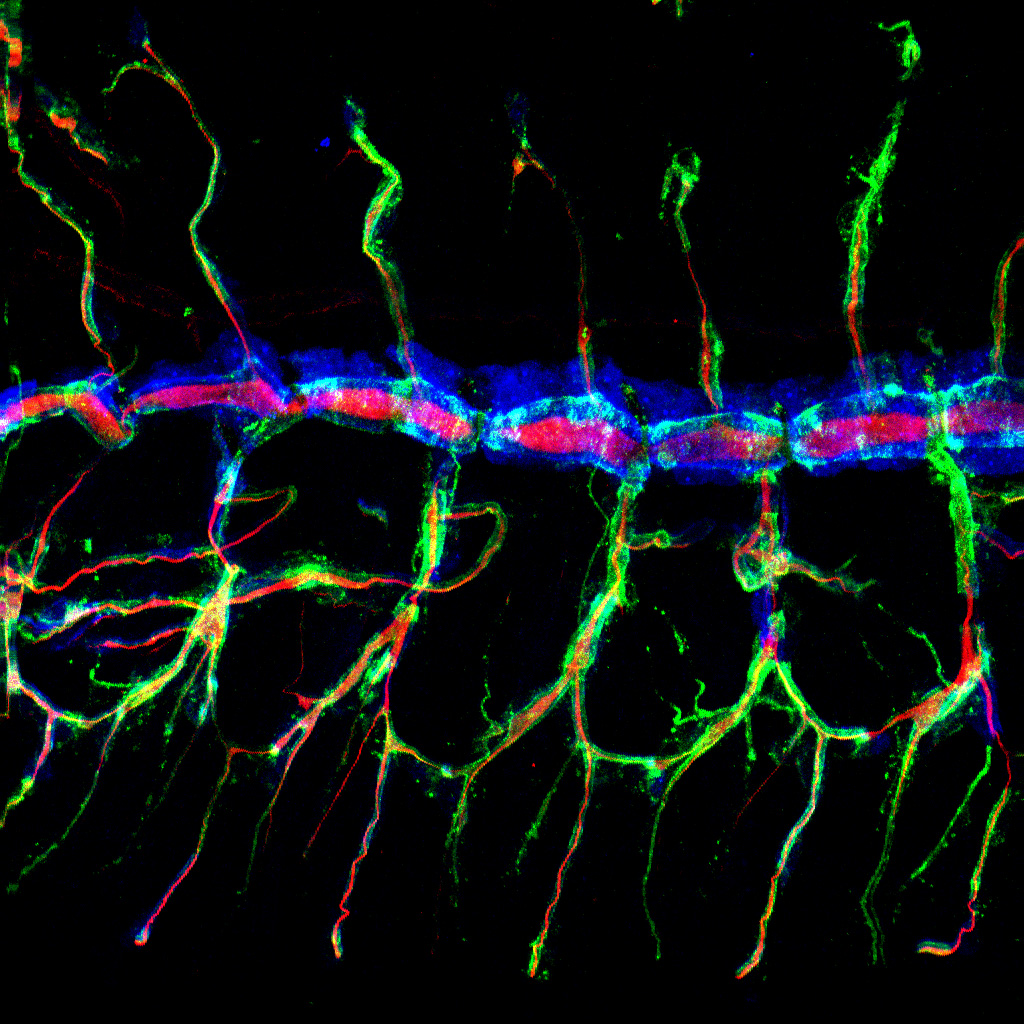 A New Year has started and we today we share with you the #SEBD2020 <a href="/Dev_Bio_Journal/">Developmental Biology</a> photo competition winner of the 3rd prize. A beautiful #Drosophila image entitled "Roots and branches" by @EttorePhDStud  <a href="/LlimargasLab/">Llimargas Lab</a> <a href="/IBMB_CSIC/">IBMB</a> Congratulations!!