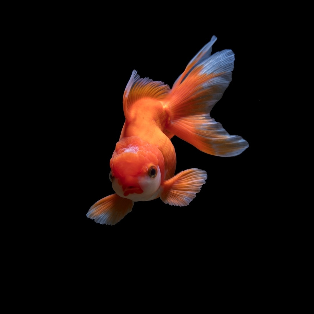OmegaSeaLLC's tweet image. Goldfish have a unique digestive system, which makes it important to feed them a food with a variety of seafood proteins, and vegetable matter. Omega One Goldfish Foods contain the perfect mix, learn more on our website: bit.ly/33R56q9