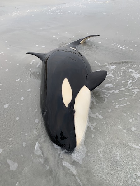 Young killer whale rescued off Newark Bay, Orkney Islands, Scotland. Aged 3-4 years of age, the youngster was successfully re-floated back out to open water. 

orcadian.co.uk/orca-rescued-i…
