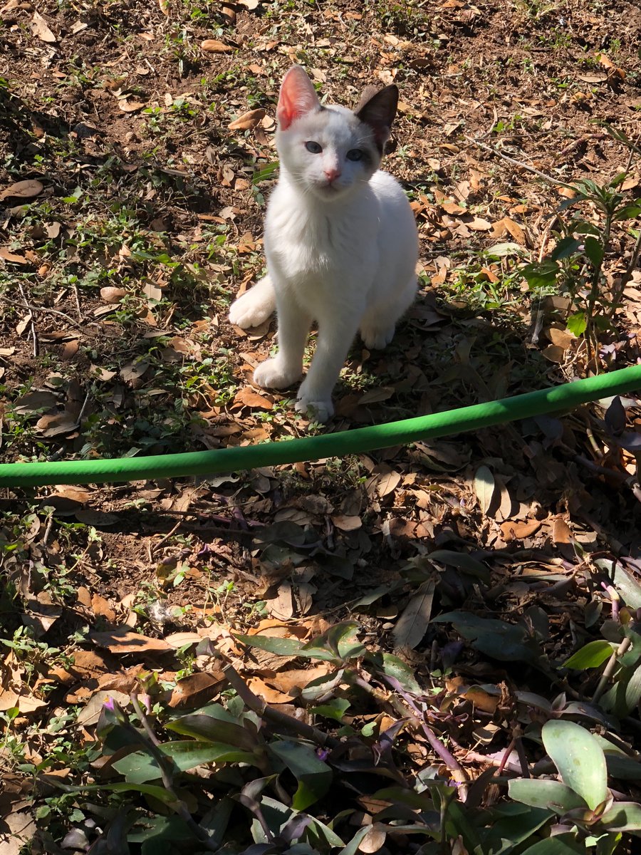 This adorable little boy is in need of a home . He is so very kind hearted and loving. Located in the Rio grande valley Texas.