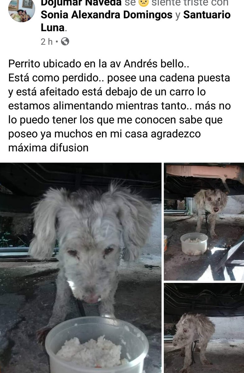 Nilza 🐈🐩🐾 tweet media