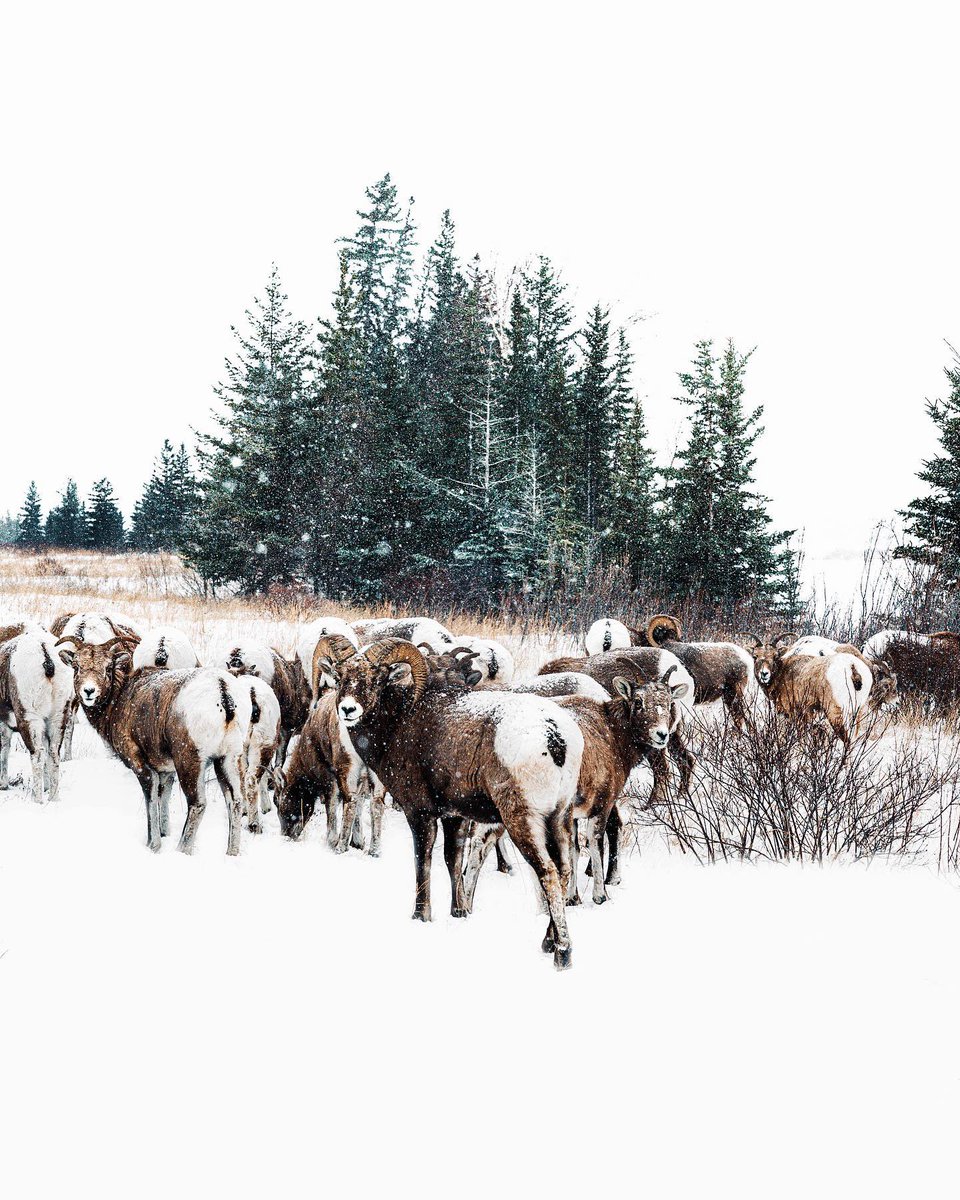 TourismJasper's tweet photo. #DYK❔ Big horn sheep form mixed herds of males and females in winter and then move to a more segregated herd in summer. Please remember stay in your vehicle at all times when viewing wildlife in Jasper National Park 

Photo by: @alicethieu on IG
#MyJasper | #VentureBeyond https://t.co/EoszWgg4nF