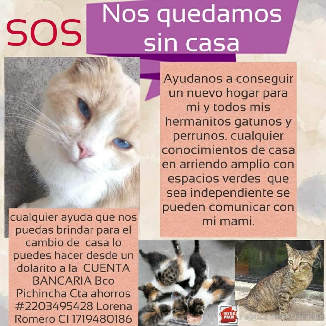 vivicaro0303's tweet photo. @LoroHomero 
#mininosfelicesnecesitasuayuda https://t.co/rpSWY6Thcf
